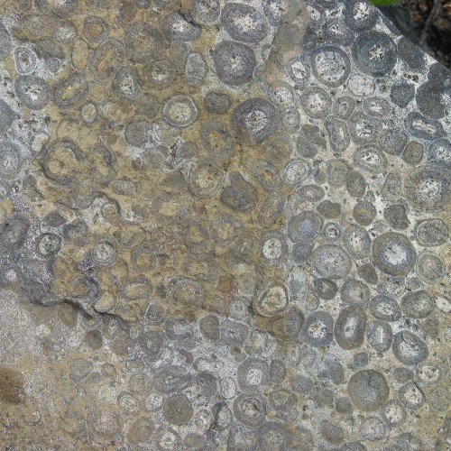 Prairie Lake - Orbicular Ijolite occurrence